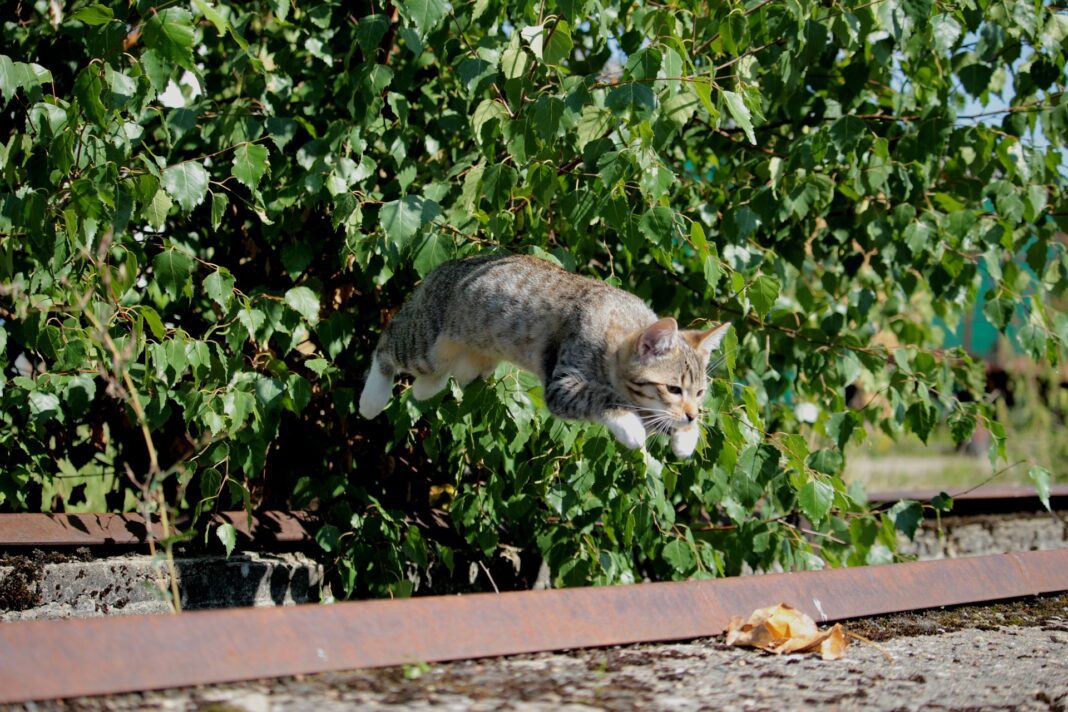 Gato saltando precipitándose hacia el vacío