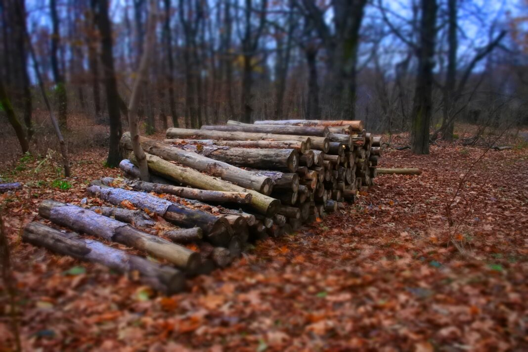 Restos de madera sobre manto de hojas en el bosque