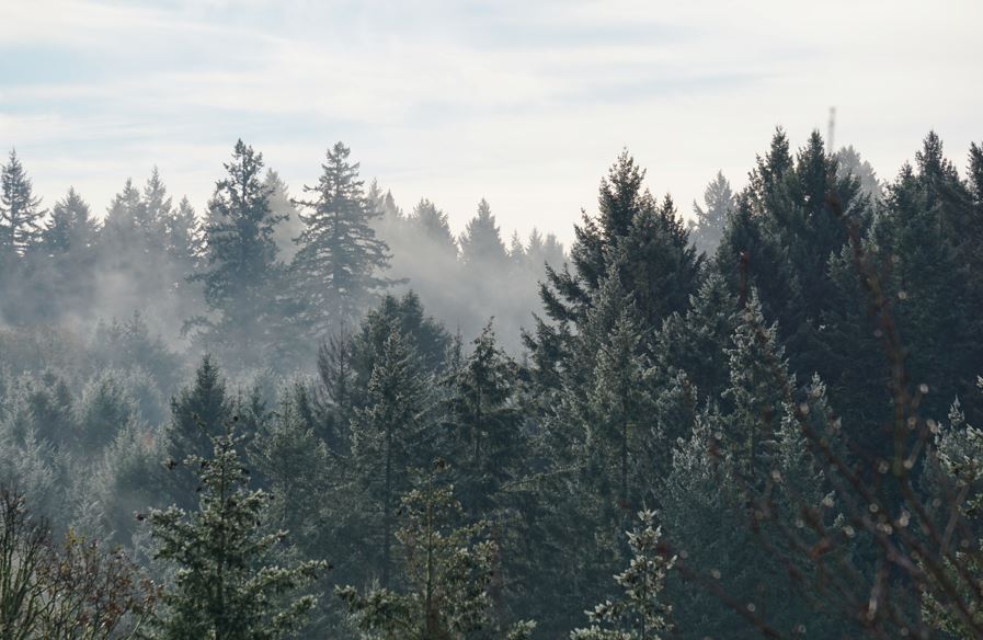 Bosque de pinos con niebla