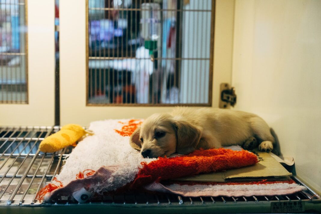 Perro acostado en una tienda de mascotas