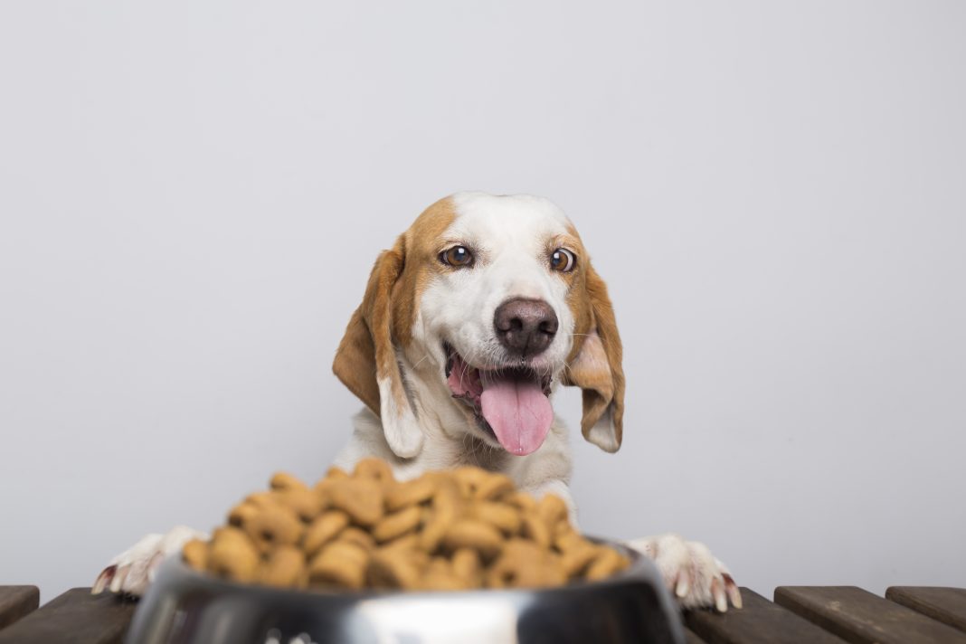 comida para perros online